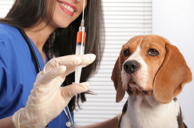 Vacuna perros